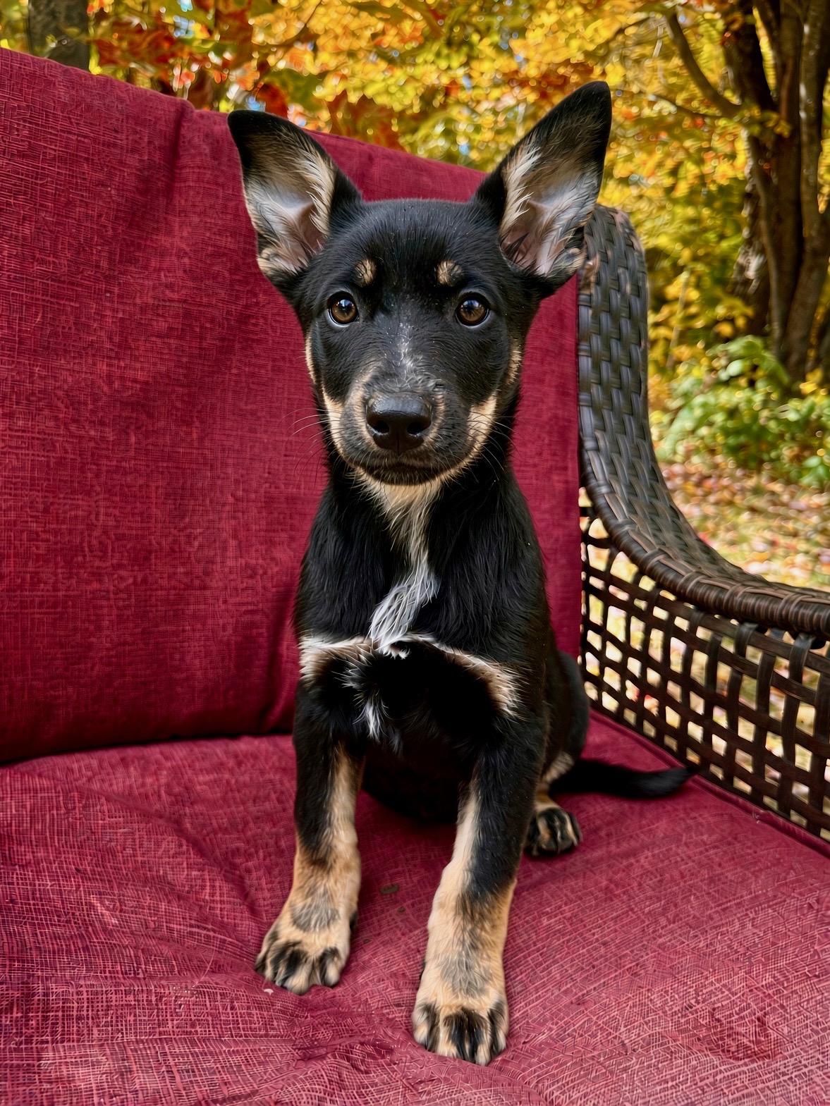 Bella